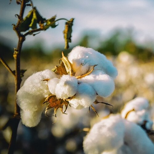 baumwolle-feld