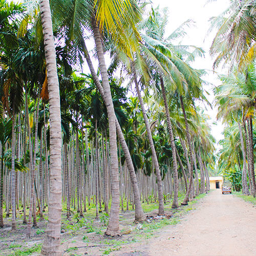 Die Plantagen der Areca Palme