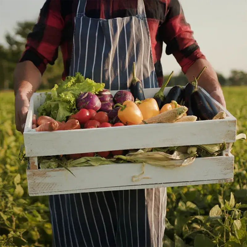 Persoon houdt een houten krat gevuld met verschillende verse groenten, waaronder sla, tomaten, maïs en paprika in een veld.