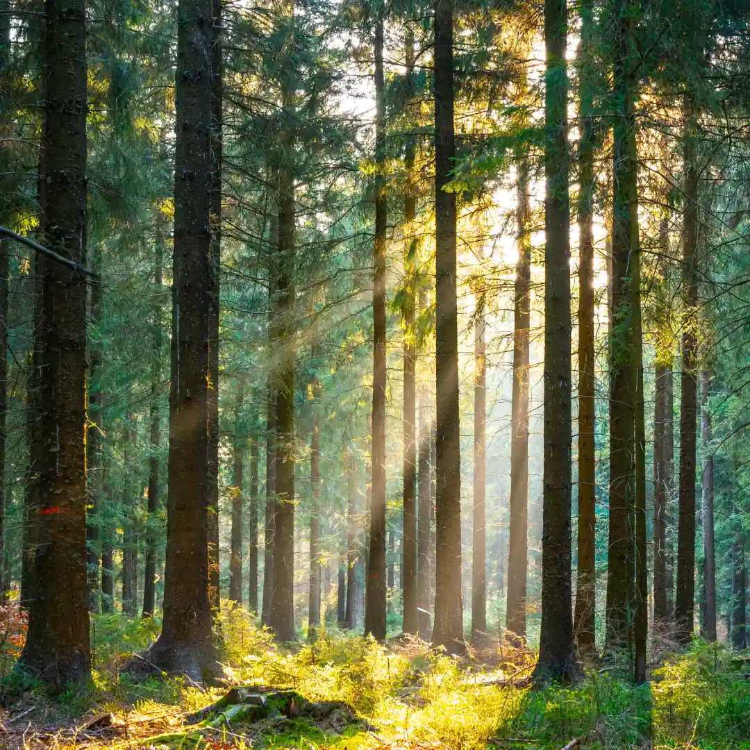 Holzfaser2
